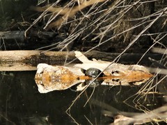 Kinosternon hirtipes murrayi