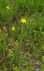 Crocanthemum bicknellii
