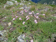 Armeria duriaei