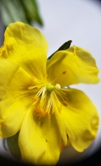 Crocanthemum bicknellii