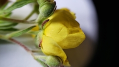 Crocanthemum bicknellii