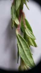 Crocanthemum bicknellii