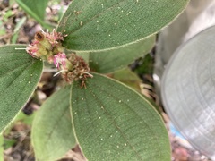 Miconia sericea