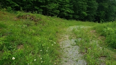 Crocanthemum bicknellii