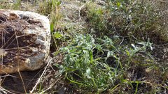 Cryptantha barbigera barbigera