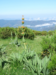 Gentiana lutea aurantiaca