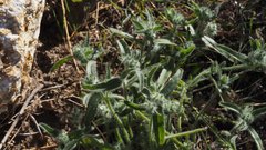 Cryptantha barbigera barbigera