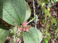 Miconia sericea