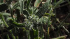 Cryptantha barbigera barbigera