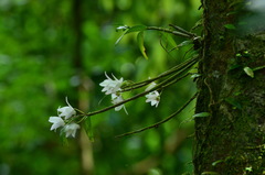 Dendrobium moniliforme