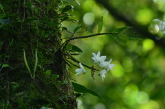 Dendrobium moniliforme