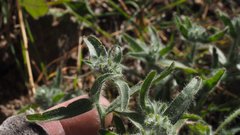 Cryptantha barbigera barbigera