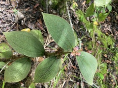 Miconia sericea