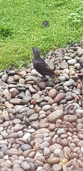 Sturnus vulgaris