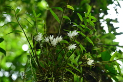 Dendrobium moniliforme