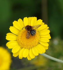 Anthidium punctatum