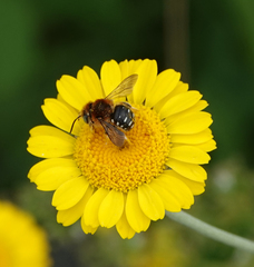 Anthidium punctatum