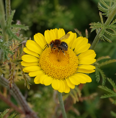Anthidium punctatum