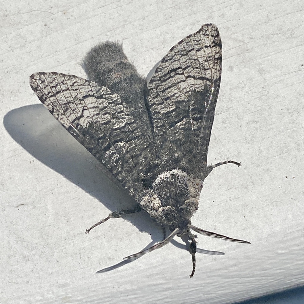 Poplar Carpenterworm Moth