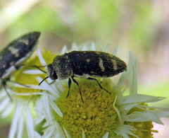 Acmaeoderella flavofasciata