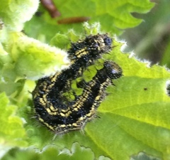 Aglais urticae
