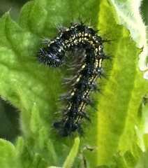 Aglais urticae
