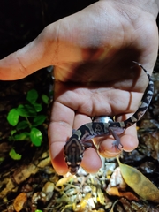 Coleonyx nemoralis