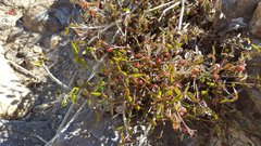 Ayenia compacta