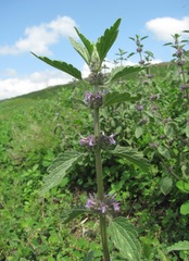 Marrubium leonuroides