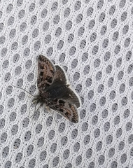 Metaxmeste schrankiana