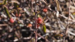 Ayenia compacta