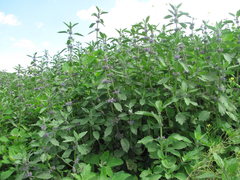 Marrubium leonuroides