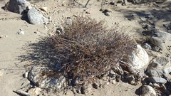 Ayenia compacta