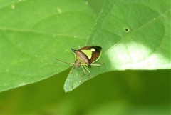 Carbula scutellata