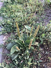 Plantago major
