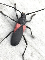 Purpuricenus humeralis