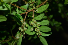 Vaccinium emarginatum