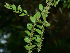 Vaccinium emarginatum