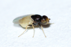 Malloewia abdominalis