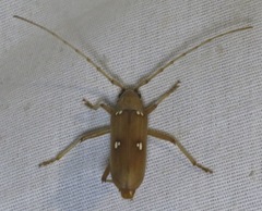 Eburia quadrigeminata