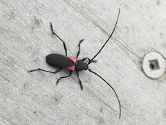 Purpuricenus humeralis