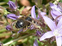 Melitta haemorrhoidalis