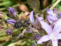 Melitta haemorrhoidalis
