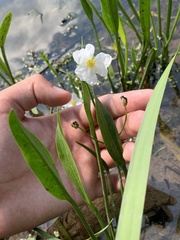 Sagittaria cristata