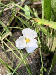 Sagittaria cristata