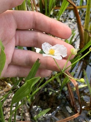Sagittaria cristata