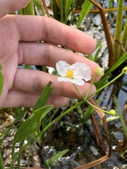 Sagittaria cristata