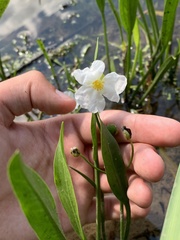 Sagittaria cristata