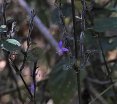 Dicliptera paniculata