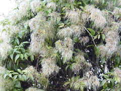 Clematis javana